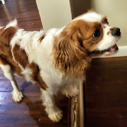 Trixie - Cavalier King Charles Spaniel