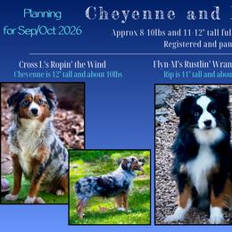 Miniature Australian Shepherd puppies from Dusty Spring Australian Shepherds, LLC