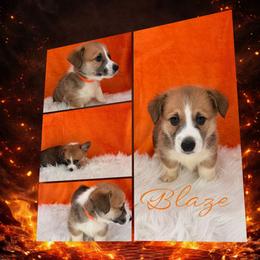 Blaze - Red male Pembroke Welsh Corgi puppy in Kiowa, Colorado from Cool Water Corgis LLC