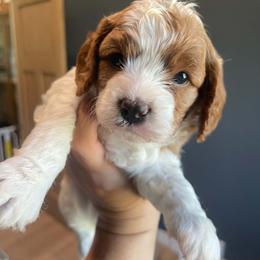 Justice - Blenheim male Cavapoo puppy in Eau Claire, Wisconsin from Regal Cavaliers