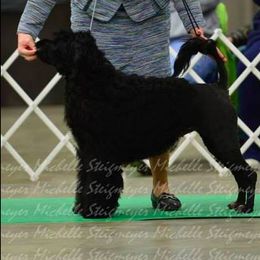 Portuguese Water Dog All Grown Up from Classea’s PWDs