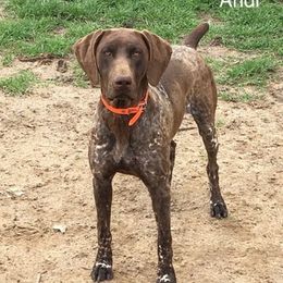 German Shorthaired Pointers from Hunter Heights Kennel