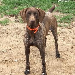 German Shorthaired Pointers from Hunter Heights Kennel