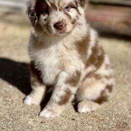Briggsley - Australian Shepherd