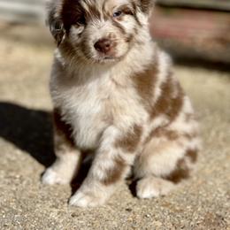 Briggsley - Australian Shepherd