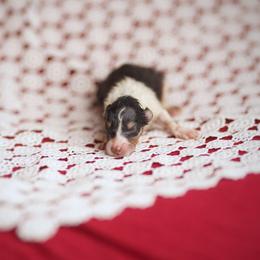 Phoenix - Black white and tan female Collie puppy in Blacksburg, Virginia from Blackberry Hills Cattle dogs and Collies