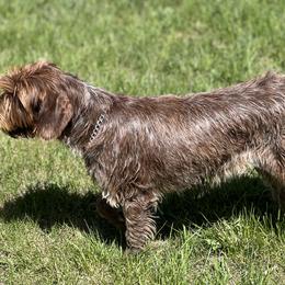 Bella - Wirehaired Pointing Griffon