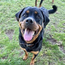 Rottweiler puppies from Von der Edel Rottweilers