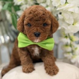 Maverick - Red male Cavapoo puppy in Apple Valley, California from Fletcher Fuzzy Friends