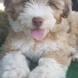 Aussiedoodle Puppies from Aunt Mae’s doodles