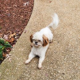 WILLOW - Shih Tzu