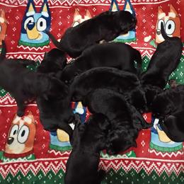 Boy 2 - Black and tan male German Shepherd puppy in Grants Pass, Oregon from Granville German Shepherds