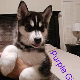 Purple - Gray and white female Siberian Husky puppy in Canton, Georgia from Genine Appello