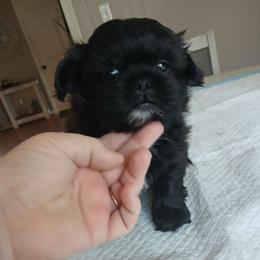 Brandle - Brindle male Shih Tzu puppy in Brodnax, Virginia from KB's