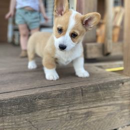 Pembroke Welsh Corgi Puppies from Loves Classic Corgis