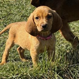 Pink girl - Red female Bloodhound puppy in Conway, Missouri from Ozark Mountain Kennel