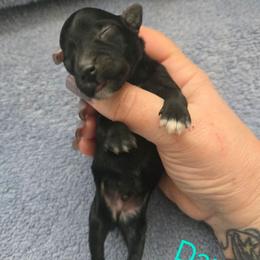 Danny - Black male Miniature Schnauzer puppy in Hickory, North Carolina from Selene's Schnauzers