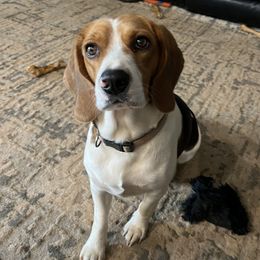Kenna - Beagle