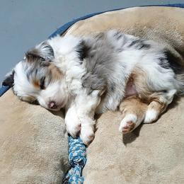 Miniature Australian Shepherd and Toy Australian Shepherd Puppies from Son Shine Farm