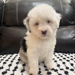 Laredo - Blue merle female Aussiedoodle puppy in Heber City, Utah from Junipersdoodles