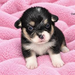 Oakley - Black and tan female Pembroke Welsh Corgi puppy in Port Republic, Maryland from Bestfurends