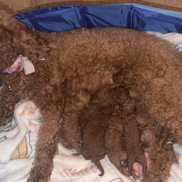 Goldendoodles from BK3 Miniature Goldendoodles