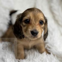 Noel - Cream female Dachshund puppy in Goodyear, Arizona from D&C Royal Dachshunds LLC