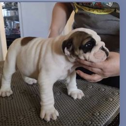 Bulldog Puppies from Deb Dixon's Bulldogs