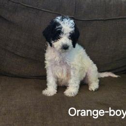 Otto - Black and white male Bernedoodle puppy in Columbia, Illinois from Hillcastle Breeders