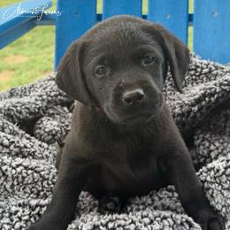 Red Boy - Black male Labrador Retriever puppy in Colorado from Albrecht Farms Labrador Retrievers