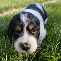 Llewellin Setter Puppies from Hickory Hollow Llewellin Setters, LLC