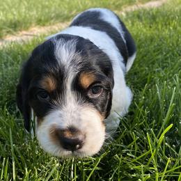 Llewellin Setter Puppies from Hickory Hollow Llewellin Setters, LLC