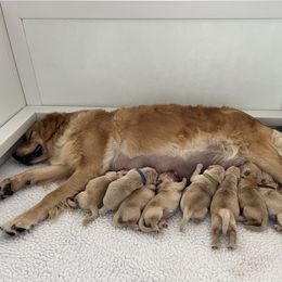 Golden Retriever Puppies from Hope Service Dogs, Inc