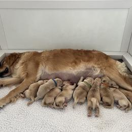 Golden Retriever Puppies from Hope Service Dogs, Inc