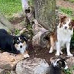 Miniature Australian Shepherds and Pembroke Welsh Corgis from Wild Stampede Aussies & Corgis