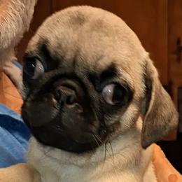 Boy 1 - Fawn male Pug puppy in Gadsden, Alabama from Gadsden Pugs