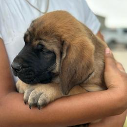 Sloane - Apricot female Mastiff puppy in Wewoka, Oklahoma from P Diamond Mastiffs