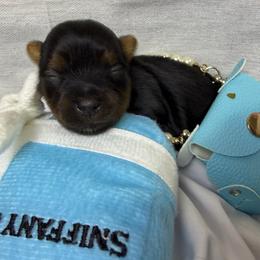 Penny - Black and tan female Yorkshire Terrier puppy in Illinois from Pretty Little Yorkies