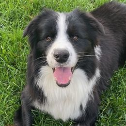 Border Collies from Julio's Border Collies