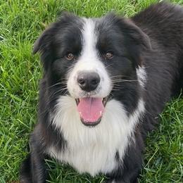 Border Collies from Julio's Border Collies
