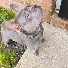 Kardi - French Bulldog