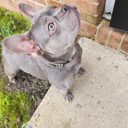 Kardi - French Bulldog
