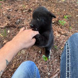 AKC Bea - Black female Belgian Sheepdog puppy in Hastings, Minnesota from Century Hills Farm