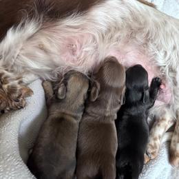 Nova - Cream Brindle - Brindle female Dachshund puppy in Little Elm, Texas from HotDachs