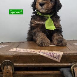 Bernedoodle and Goldendoodle Puppies from Granton Creek