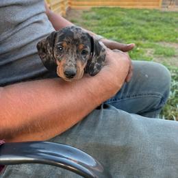 Bria - Dapple female Dachshund puppy in Mountain Home, Arkansas from Furry Friends Kennel
