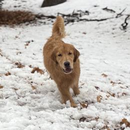 Golden Retriever Puppies from Canyon Ridge Goldens