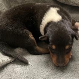 Norm - Black white and tan male Collie puppy in Yulee, Florida from Three Collie Farm