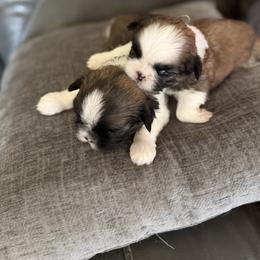 Shih Tzu Puppies from Niepoetter Shih Tzus
