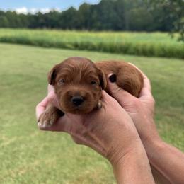 Waylon - Red  male Goldendoodle puppy in Statesville, North Carolina from Ashley's Goldendoodles and Cavapoos